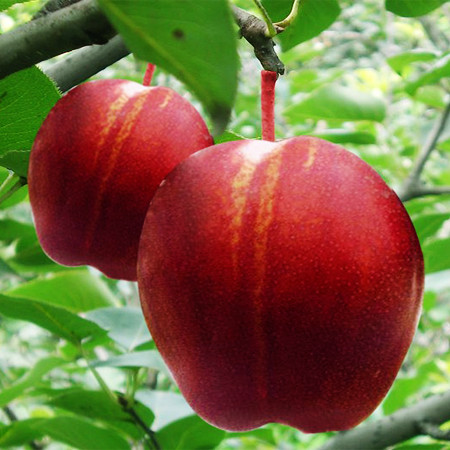 全红梨-红梨系优良品种(图2)